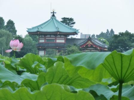 Shinobazu Pond with lotuses in Ueno Park in summer.